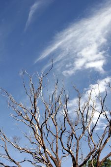 Dead Tree, Blue Sky Royalty Free Stock Photos Dead Tree, Blue Sky Royalty Free Stock Photos