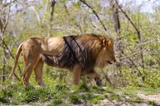 Lion Royalty Free Stock Photography