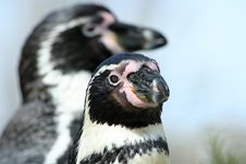 Penguins Stock Photos