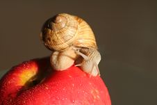 Snail On Red Apple Stock Photos