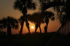 Palms At Sunset Stock Photography Palms At Sunset Stock Photography