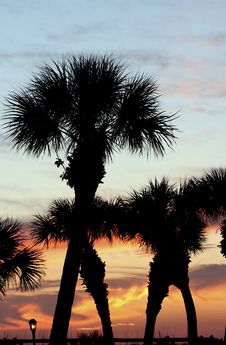 Palm Treetops At Sunset Royalty Free Stock Photography Palm Treetops At Sunset Royalty Free Stock Photography