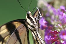Swallowtail Butterfly Royalty Free Stock Image