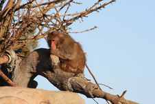 Macaque Royalty Free Stock Photo