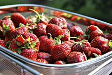Strawberry Basket Stock Photography