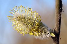 Pussy Willow Blossom Close Up Stock Image Pussy Willow Blossom Close Up Stock Image