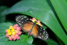Heliconius Hecale On Pink And Yellow Flowers Royalty Free Stock Photos