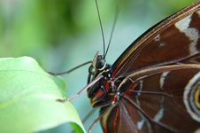 Morpho Blue (morpho Peleides) On Leaf 2 Stock Photography Morpho Blue (morpho Peleides) On Leaf 2 Stock Photography