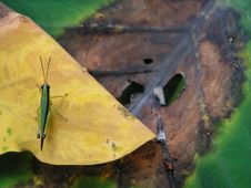 Grasshopper On Leaf Royalty Free Stock Images Grasshopper On Leaf Royalty Free Stock Images