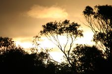 TREE-LINE SILHOUETTE SUNSET Stock Photography TREE-LINE SILHOUETTE SUNSET Stock Photography