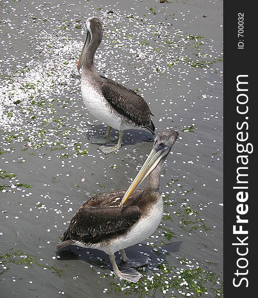 Two pelicans on beach