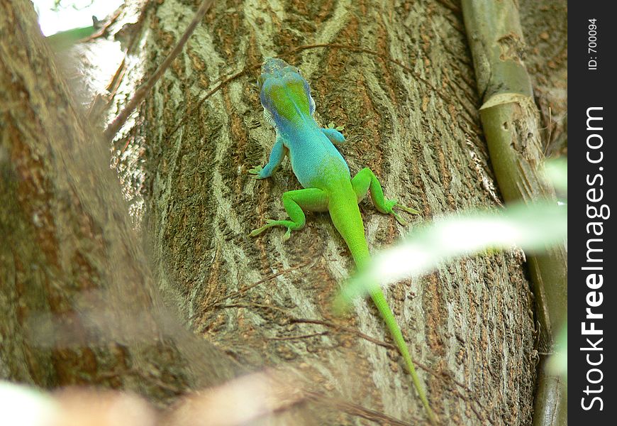 A lezard on a tree on cuba island