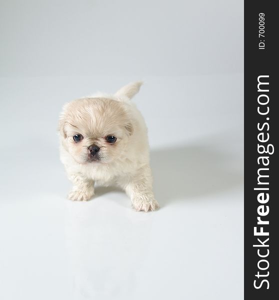 Six weeks old pure breed Pekinese puppy. Six weeks old pure breed Pekinese puppy