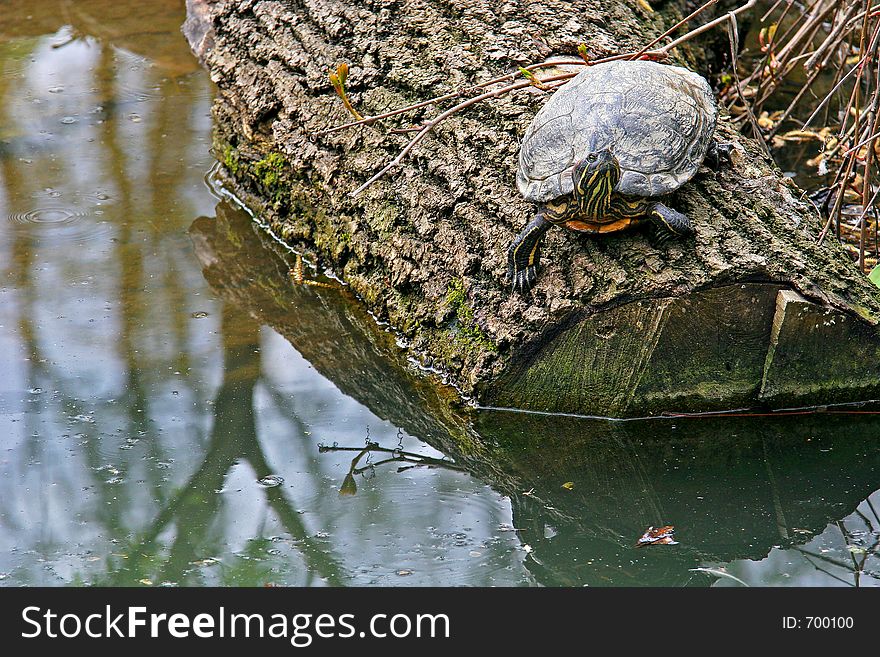 Turttle on a log in the water