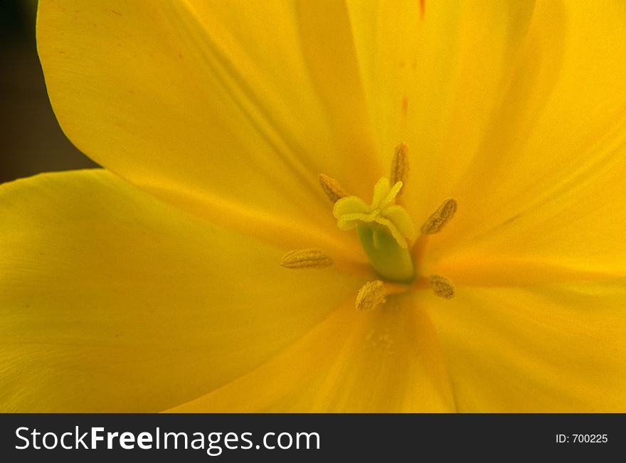 Close up of a Yellow Tulip in full bloom.