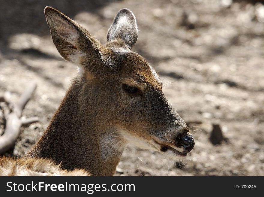 Whitetail Deer Close Up