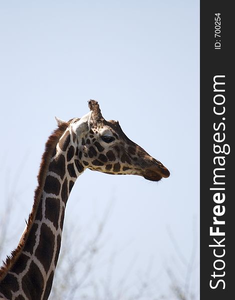 Giraffe Close Up