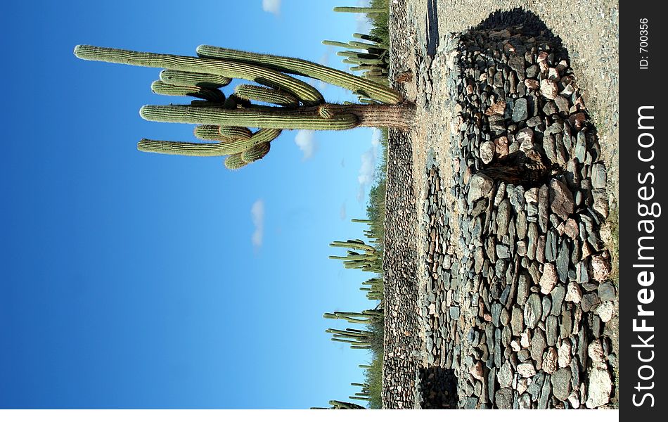 Cacti and Ruins
