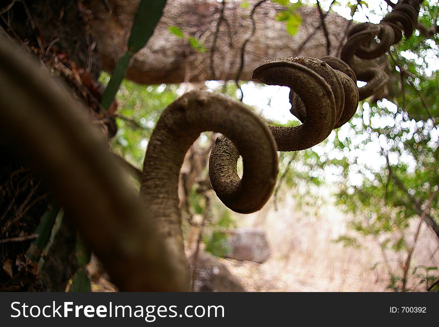 A vine twisting its way through a tropical forest. A vine twisting its way through a tropical forest