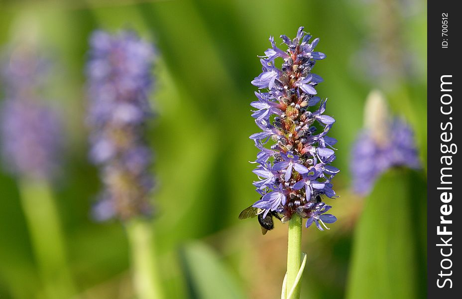 Pickerelweeds and bees in the aquatic garden