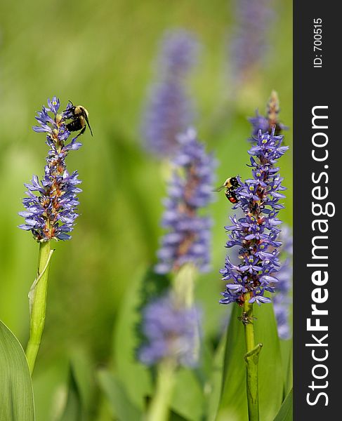 Pickerelweeds and bees