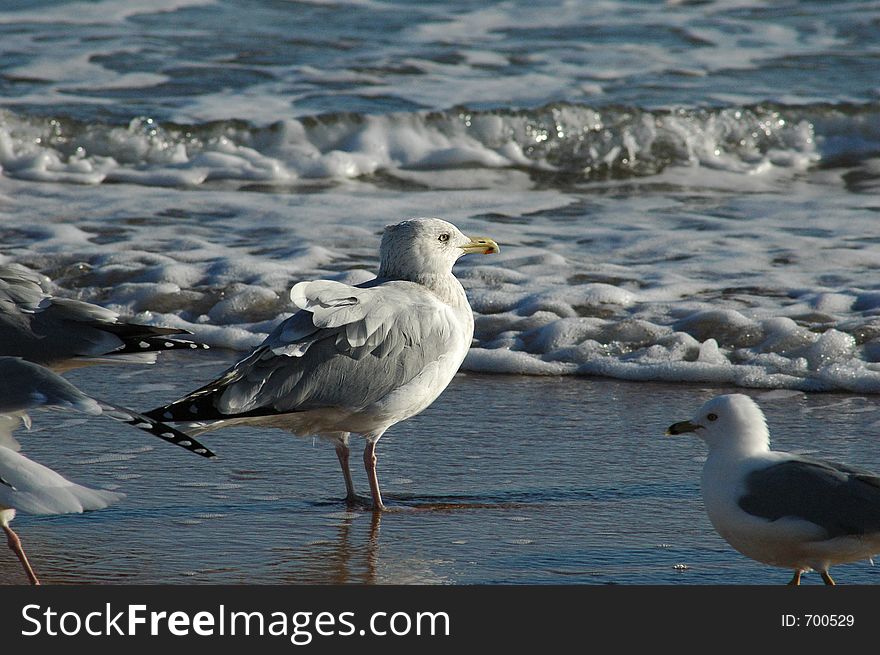 Seagulls on Daytona Beach, Florida