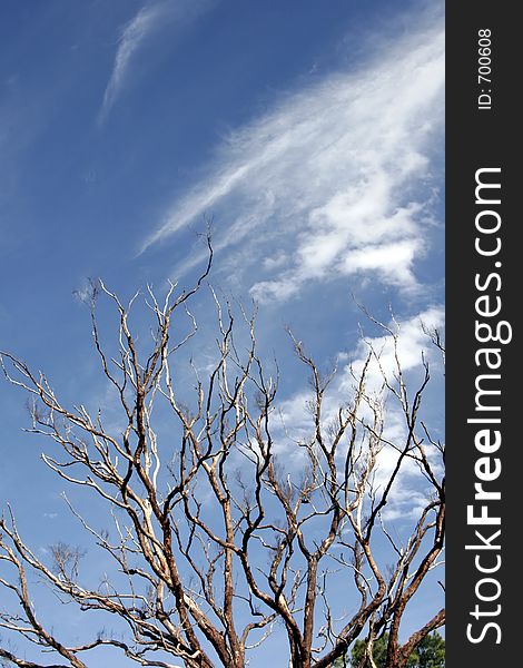 Dead Tree, Blue Sky, Background