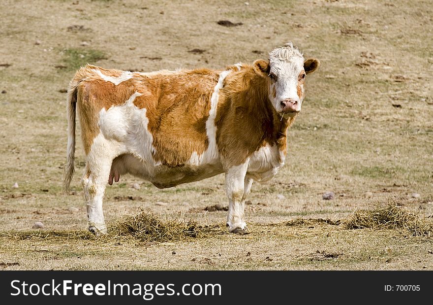 A cow standing on pasture looking at you. A cow standing on pasture looking at you.