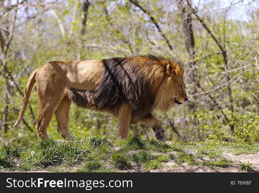 Lion walking (Full Body)