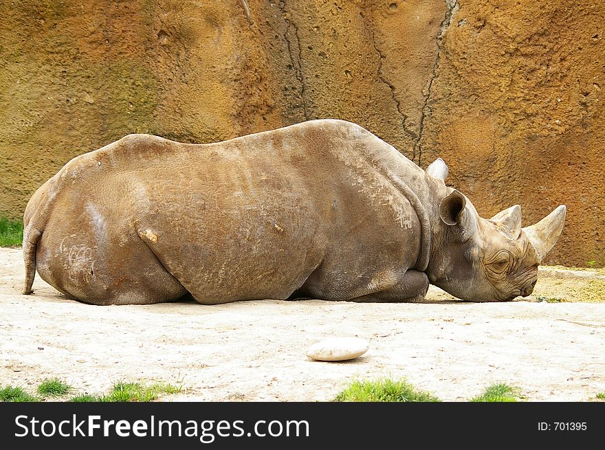 Black rhinoceros sleeping at the zoo. Black rhinoceros sleeping at the zoo