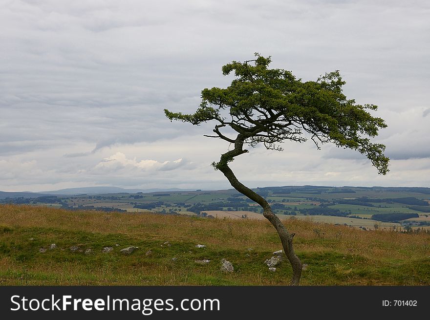 A tree along hadrian's wall in Scotland. A tree along hadrian's wall in Scotland