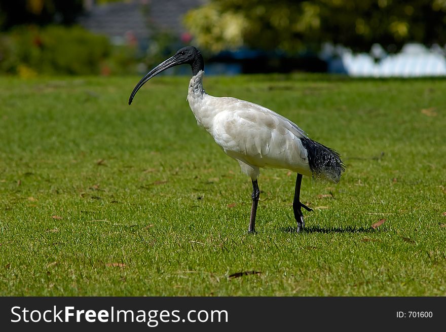 Common over the eastern half and south west of the Australian mainland. It lives in swamps, creeks and lakes near grasslands and has become common in city parks. Feeds on various aquatic creatures, insects and now unfortunately garbage. Head and neck is black with a long black curved beak, body white with black feathers near tail. Breeds Summer-Autumn. Common over the eastern half and south west of the Australian mainland. It lives in swamps, creeks and lakes near grasslands and has become common in city parks. Feeds on various aquatic creatures, insects and now unfortunately garbage. Head and neck is black with a long black curved beak, body white with black feathers near tail. Breeds Summer-Autumn.