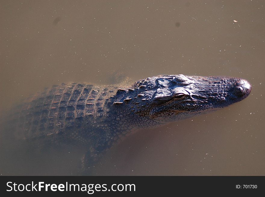 An american alligator chilling out at Lake Fausse Point State Park.