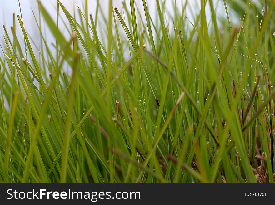 Close-up of fresh grass with dew, water droplets