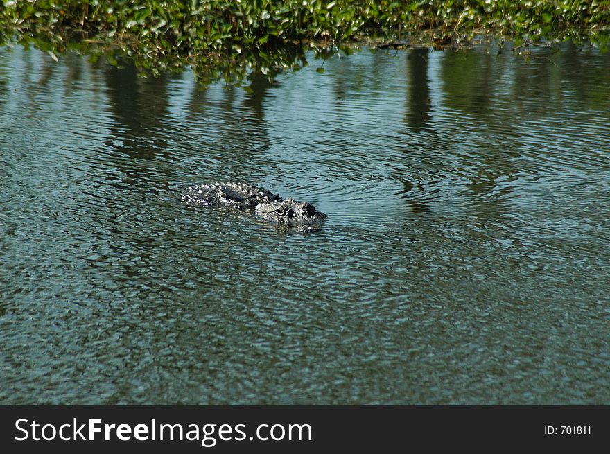 American Alligator at Lake Martin