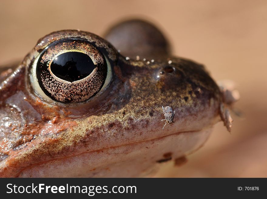 Closeup of a frog