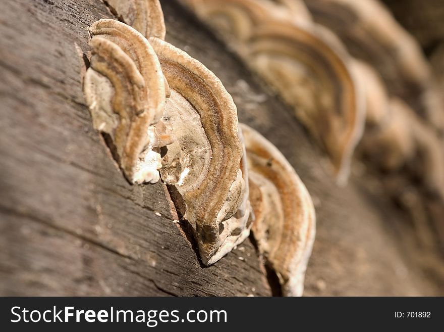 Macro of mushrooms on the wood