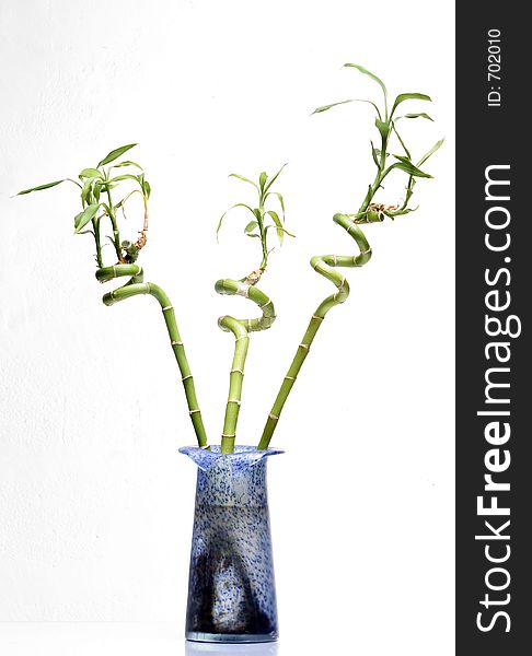 Three bamboo plants in blue urn on white background