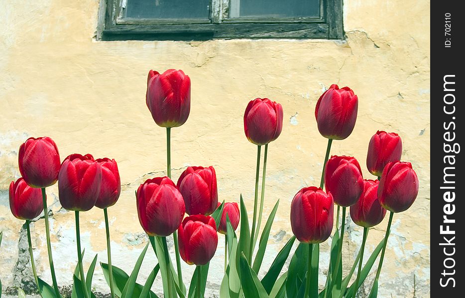 Red beauty flowers on yellow old wall in background. Red beauty flowers on yellow old wall in background