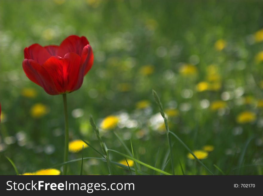 Tulip on the field