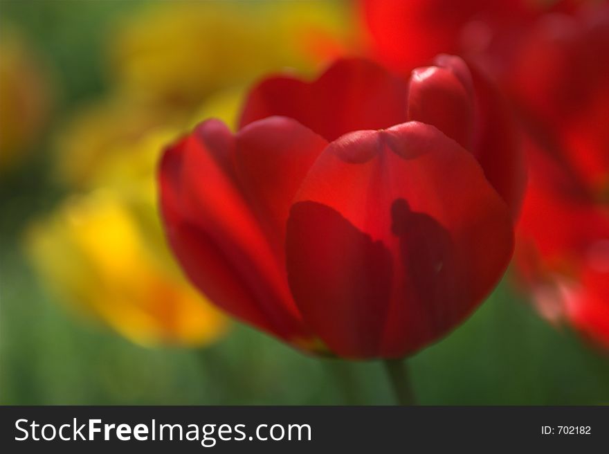 Tulip on the field