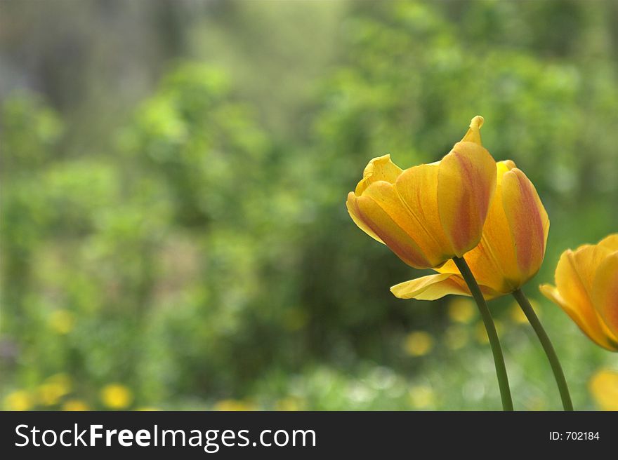 Tulip on the field