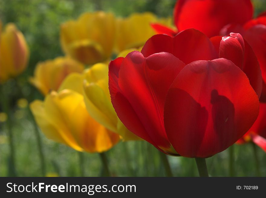 Tulip on the field