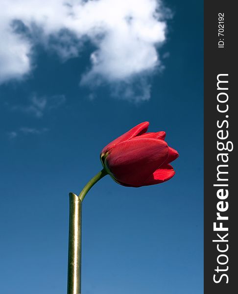 Red flower in the sky background. Red flower in the sky background