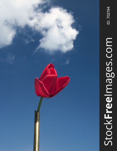 Red rosebud in the blue sky