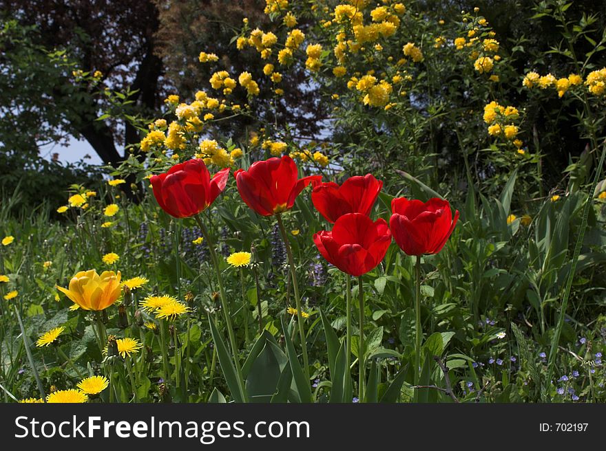 Tulip on the field