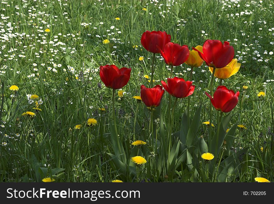 Tulip on the field