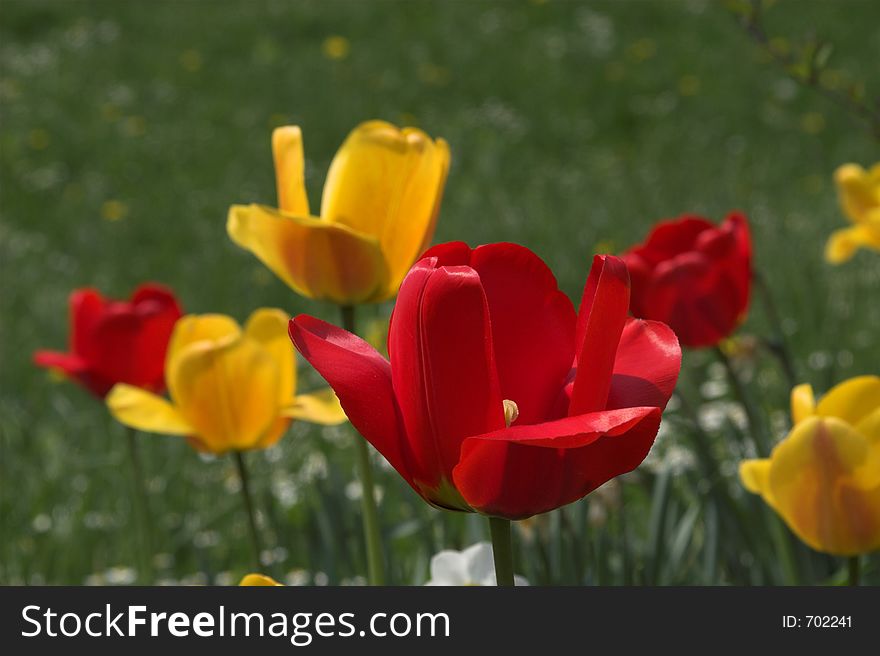 Tulip on the field