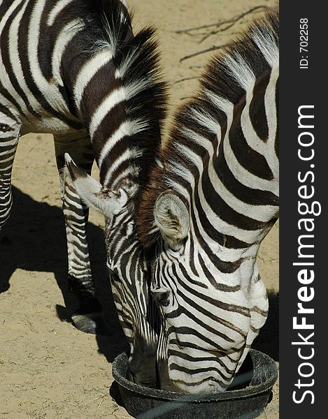 Two zebras sharing a food dish.