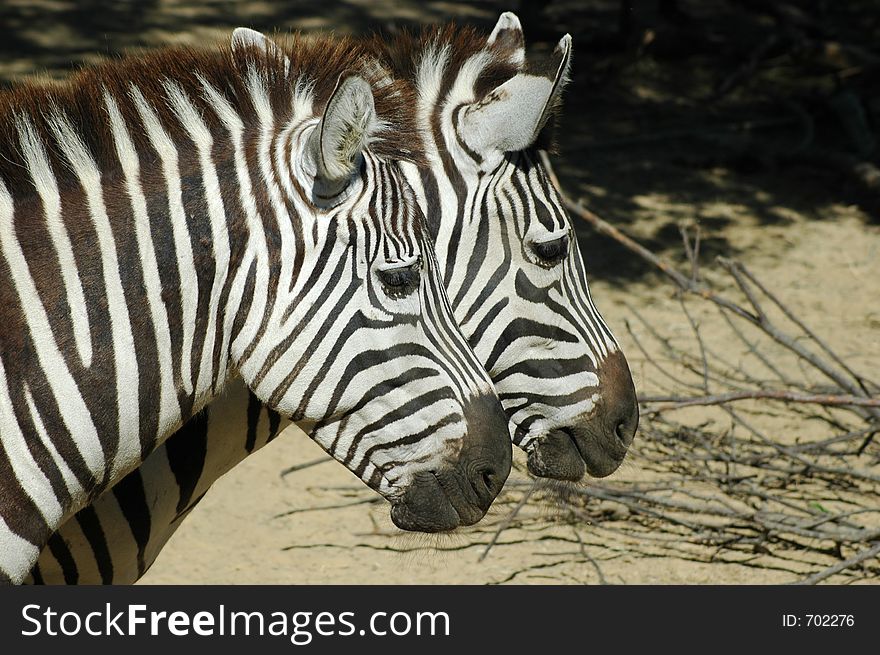 Two zebras posing for the camera. Two zebras posing for the camera.
